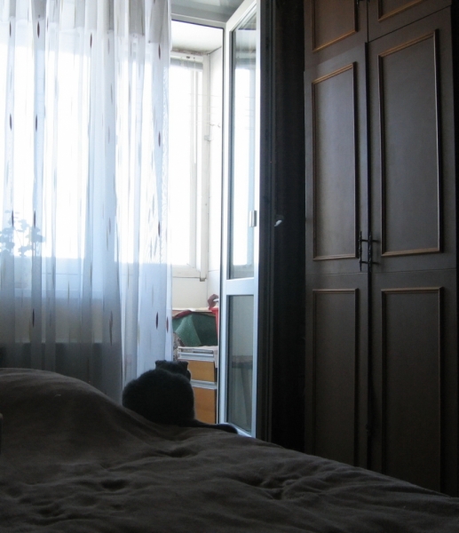 Поговорим о кошках38