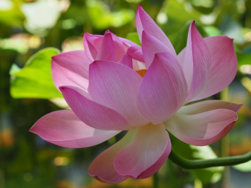 «Сначала Бог увидел Маврикий, а потом  создал рай. По его образу и подобию» Марк Твен