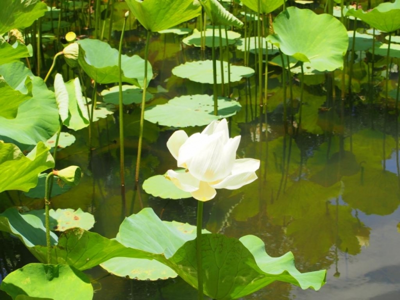 «Сначала Бог увидел Маврикий, а потом  создал рай. По его образу и подобию» Марк Твен