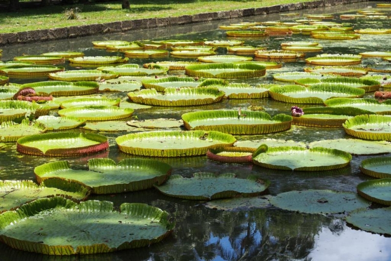«Сначала Бог увидел Маврикий, а потом  создал рай. По его образу и подобию» Марк Твен
