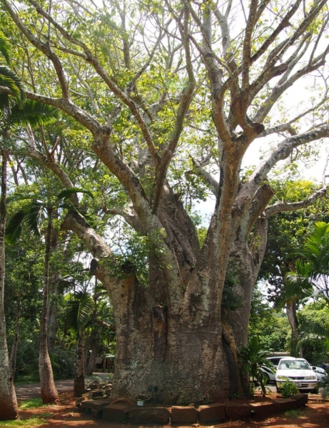 «Сначала Бог увидел Маврикий, а потом  создал рай. По его образу и подобию» Марк Твен