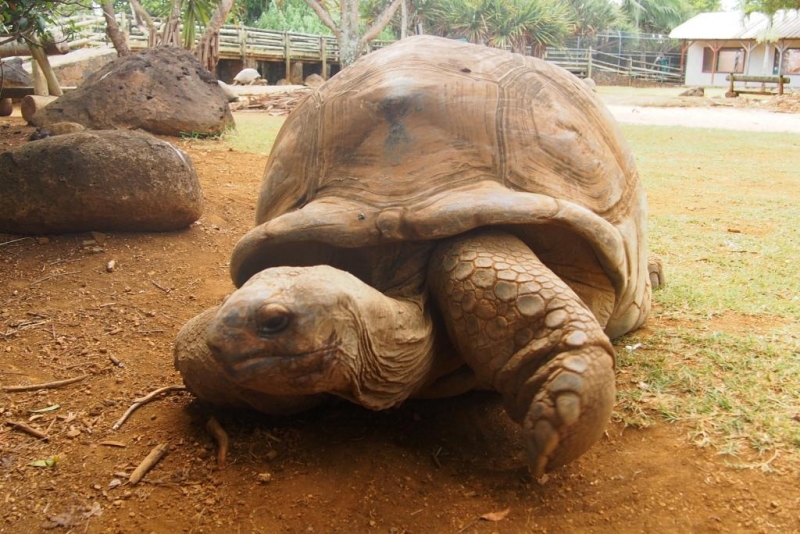 «Сначала Бог увидел Маврикий, а потом  создал рай. По его образу и подобию» Марк Твен
