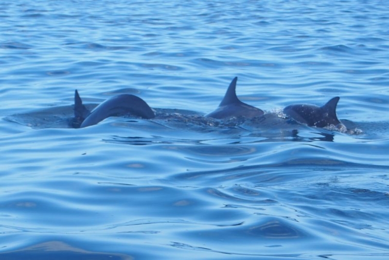 «Сначала Бог увидел Маврикий, а потом  создал рай. По его образу и подобию» Марк Твен
