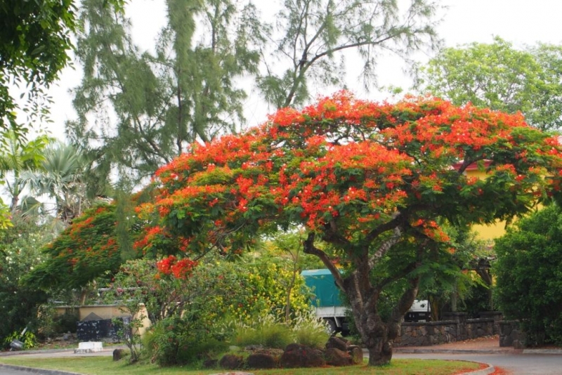 «Сначала Бог увидел Маврикий, а потом  создал рай. По его образу и подобию» Марк Твен