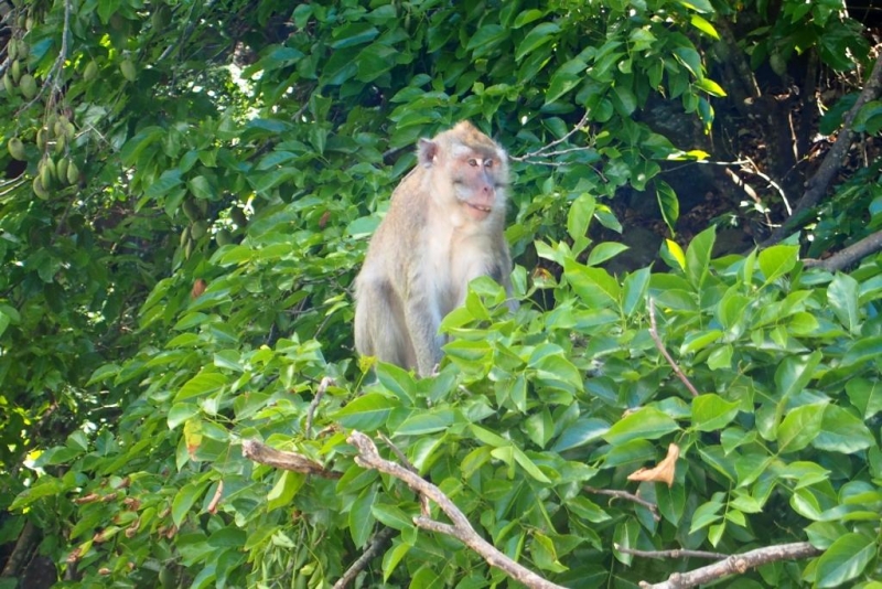 «Сначала Бог увидел Маврикий, а потом  создал рай. По его образу и подобию» Марк Твен