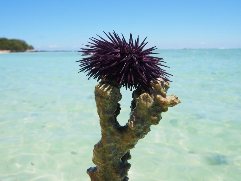 «Сначала Бог увидел Маврикий, а потом  создал рай. По его образу и подобию» Марк Твен