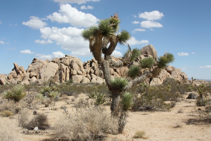 LV-Grand Canyon-Route 66-LA-Cabrillo highway (Route 1)-SF-NY