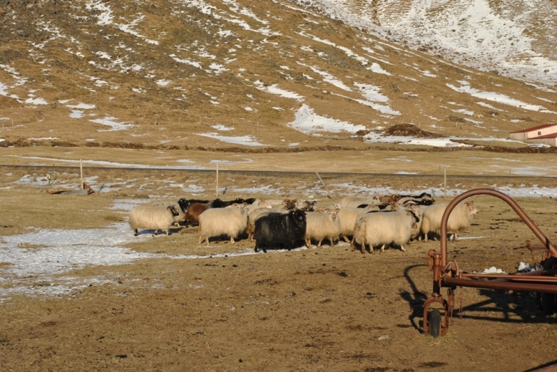 4-х дневная Исландия или "спасибо, что живой"