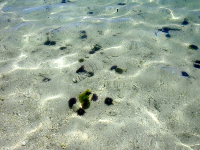 «Сначала Бог увидел Маврикий, а потом  создал рай. По его образу и подобию» Марк Твен