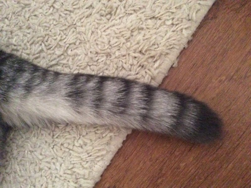 Поговорим о кошках38