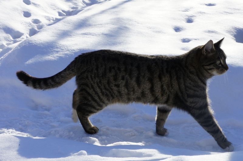 Поговорим о кошках38