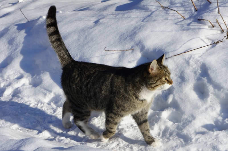 Поговорим о кошках38