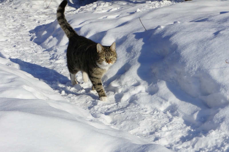 Поговорим о кошках38