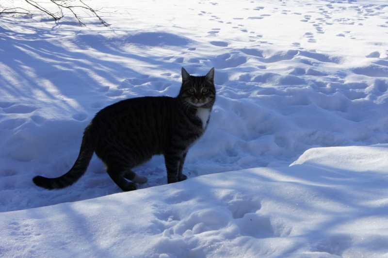 Поговорим о кошках38