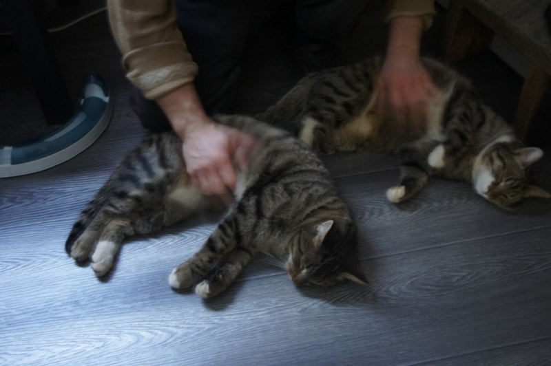 Поговорим о кошках38