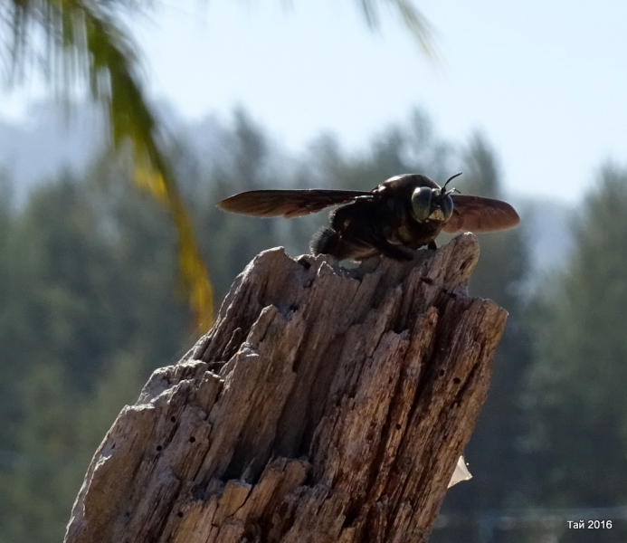 Као Лак февраль 2016