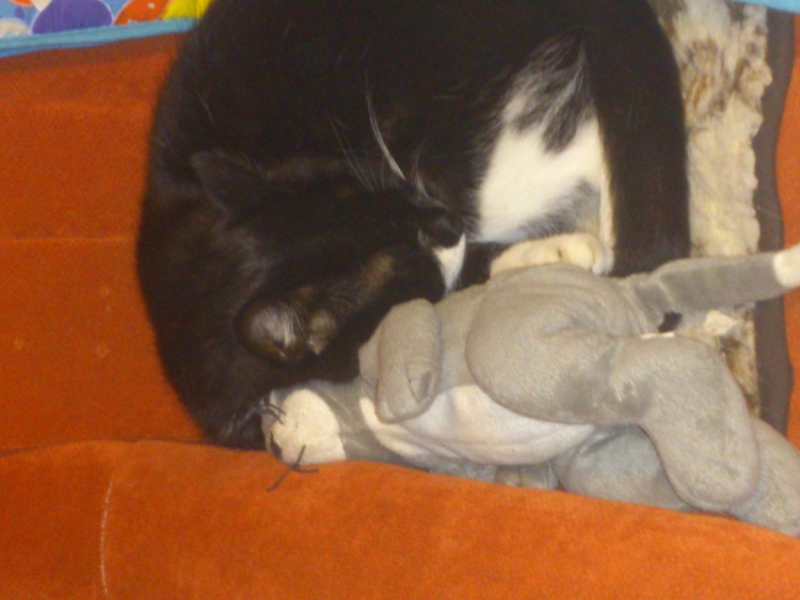 Поговорим о кошках38