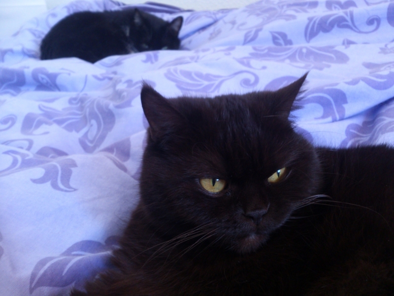 Поговорим о кошках38