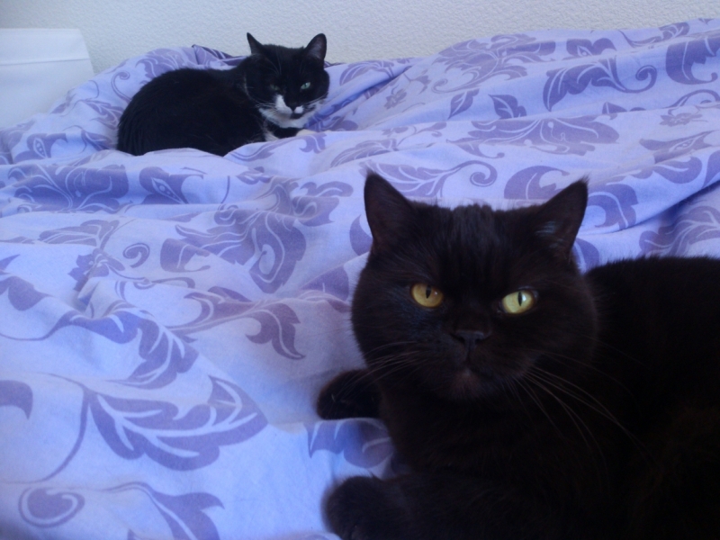 Поговорим о кошках38