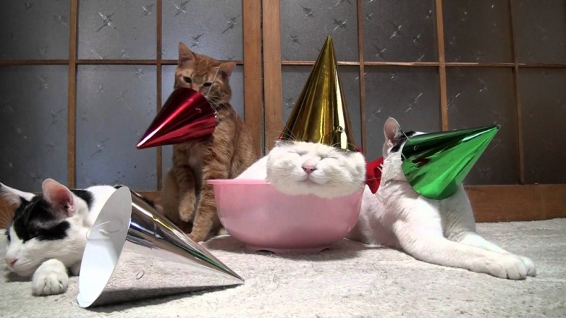 Поговорим о кошках38