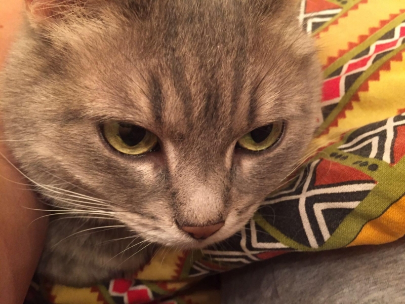 Поговорим о кошках38