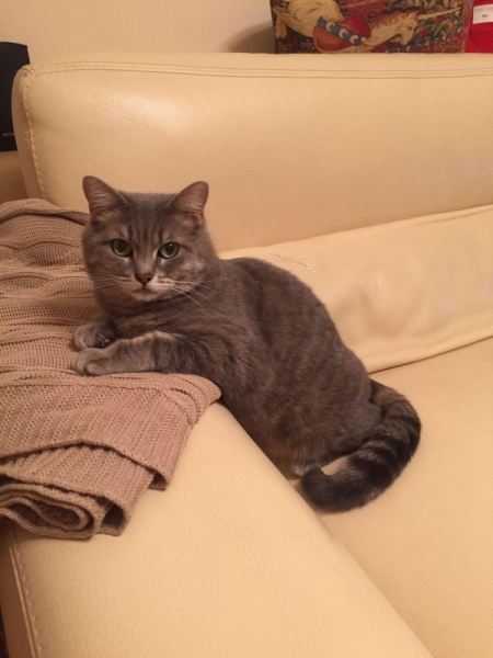 Поговорим о кошках38