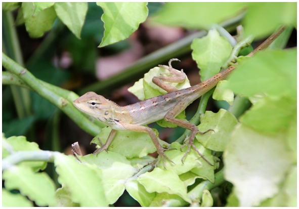 Двенадцать дней осени в городе вечного лета