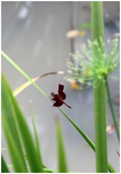 Двенадцать дней осени в городе вечного лета