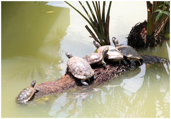 Двенадцать дней осени в городе вечного лета