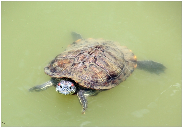 Двенадцать дней осени в городе вечного лета