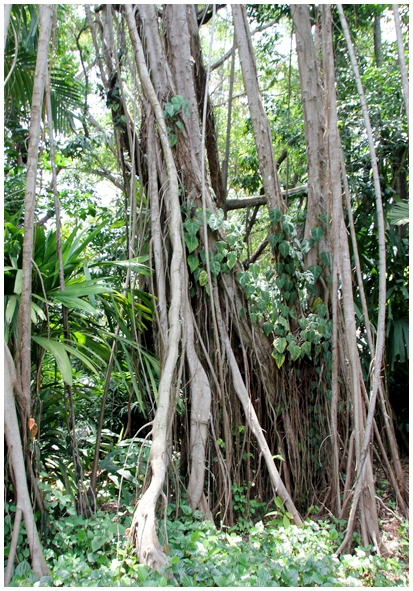 Двенадцать дней осени в городе вечного лета