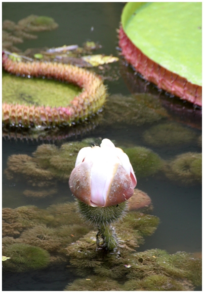 Двенадцать дней осени в городе вечного лета