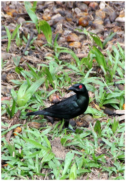 Двенадцать дней осени в городе вечного лета