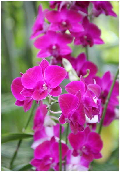 Двенадцать дней осени в городе вечного лета