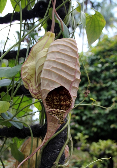 Двенадцать дней осени в городе вечного лета