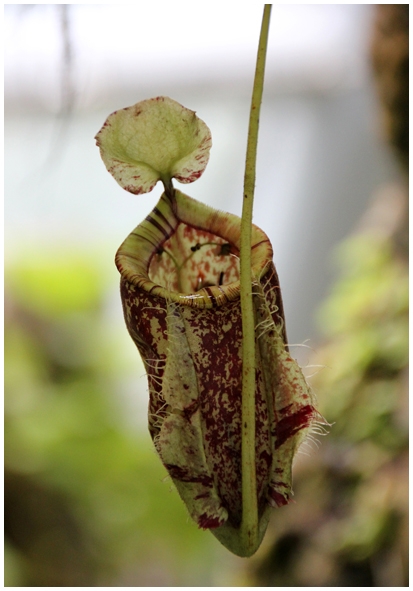 Двенадцать дней осени в городе вечного лета