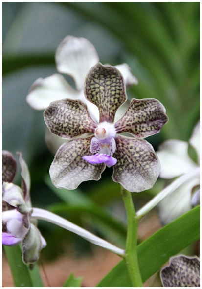 Двенадцать дней осени в городе вечного лета