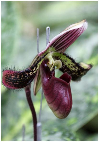 Двенадцать дней осени в городе вечного лета