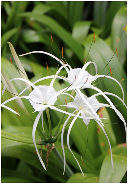 Двенадцать дней осени в городе вечного лета