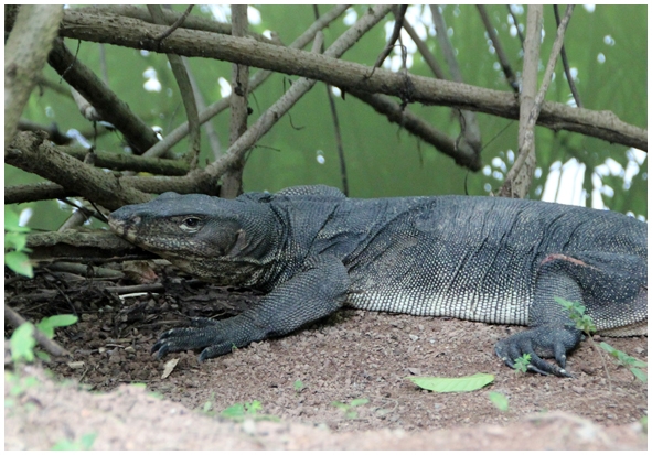 Двенадцать дней осени в городе вечного лета