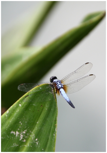 Двенадцать дней осени в городе вечного лета