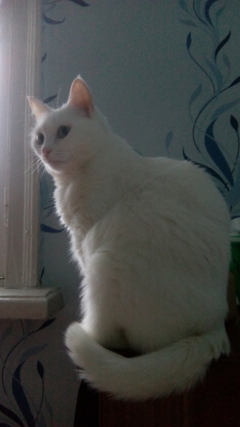 Поговорим о кошках38