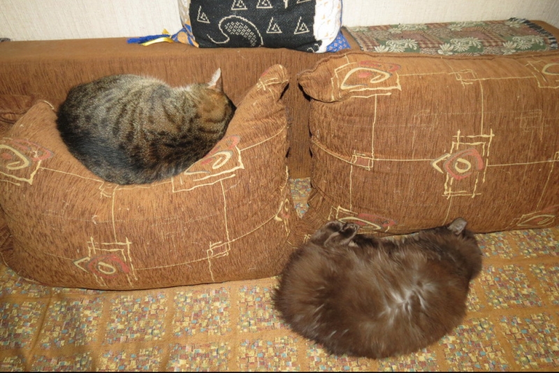 Поговорим о кошках38