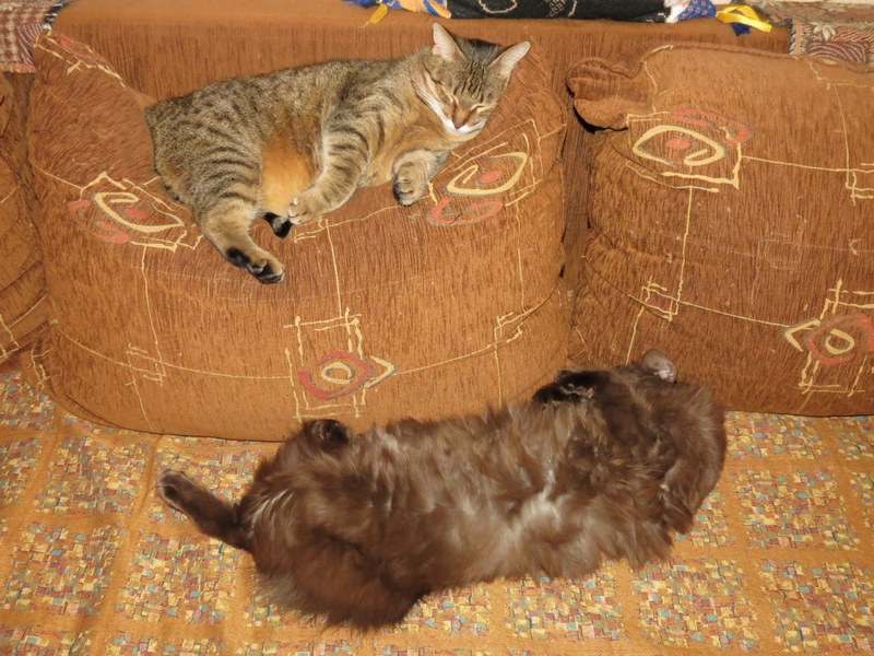 Поговорим о кошках38