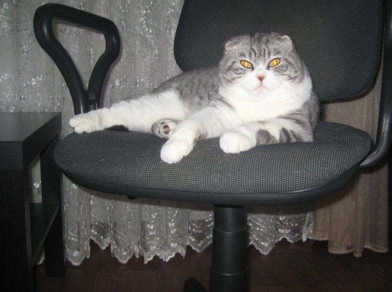 Поговорим о кошках38