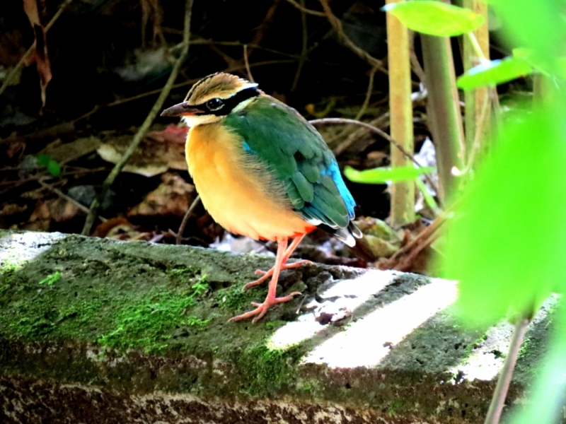 Синекрылая пита (Pitta brachyura)