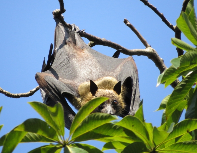 Летучая лисица