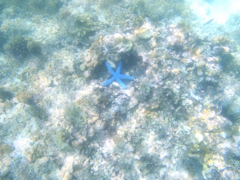 Сosta Victoria, ЮВА, январь 2016: коллективное творчество