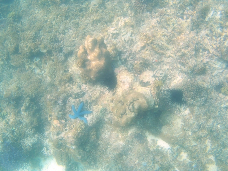 Сosta Victoria, ЮВА, январь 2016: коллективное творчество