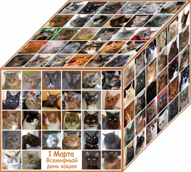 Поговорим о кошках38